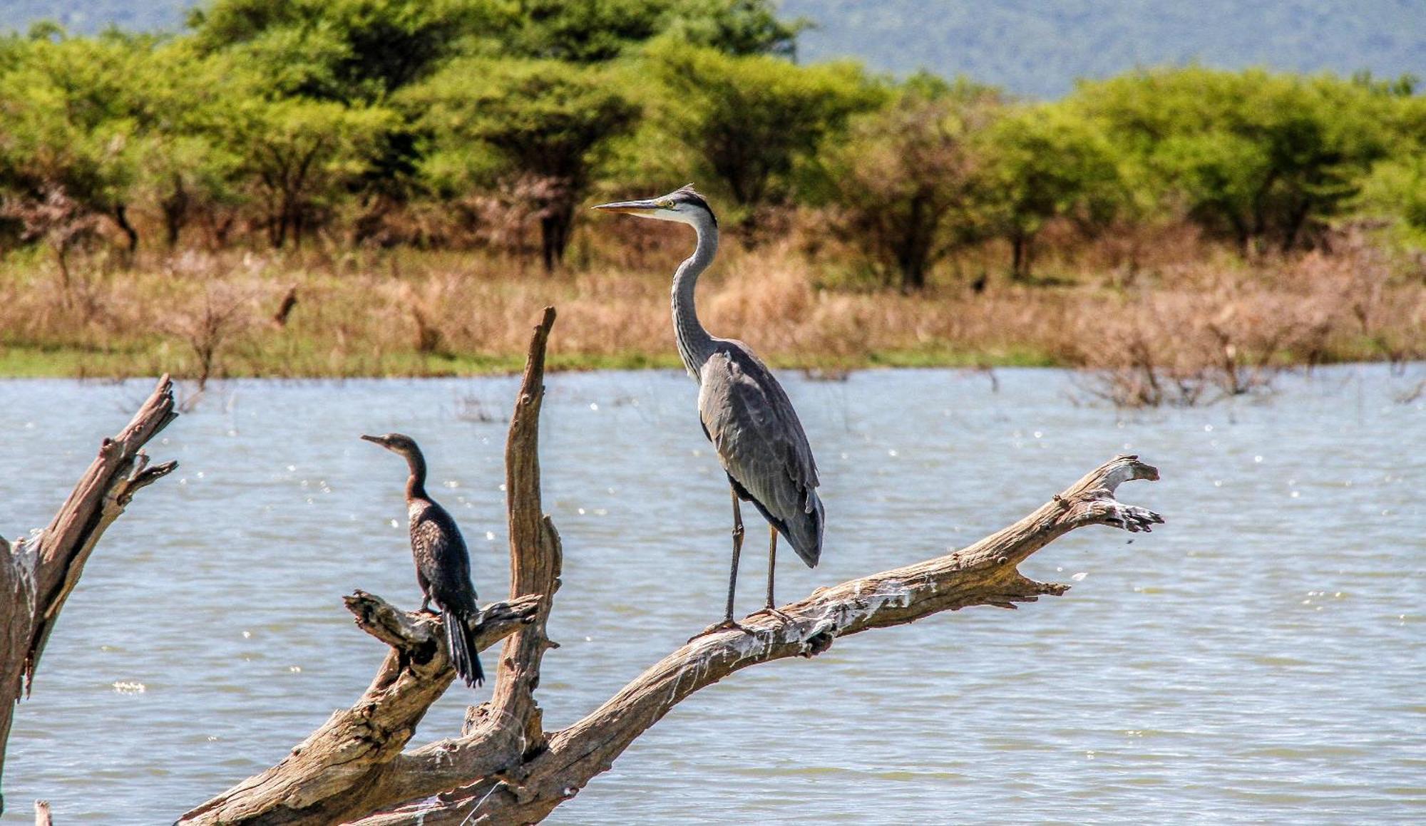 Shayamoya Tiger Fishing And Game Lodge Pongola Dış mekan fotoğraf