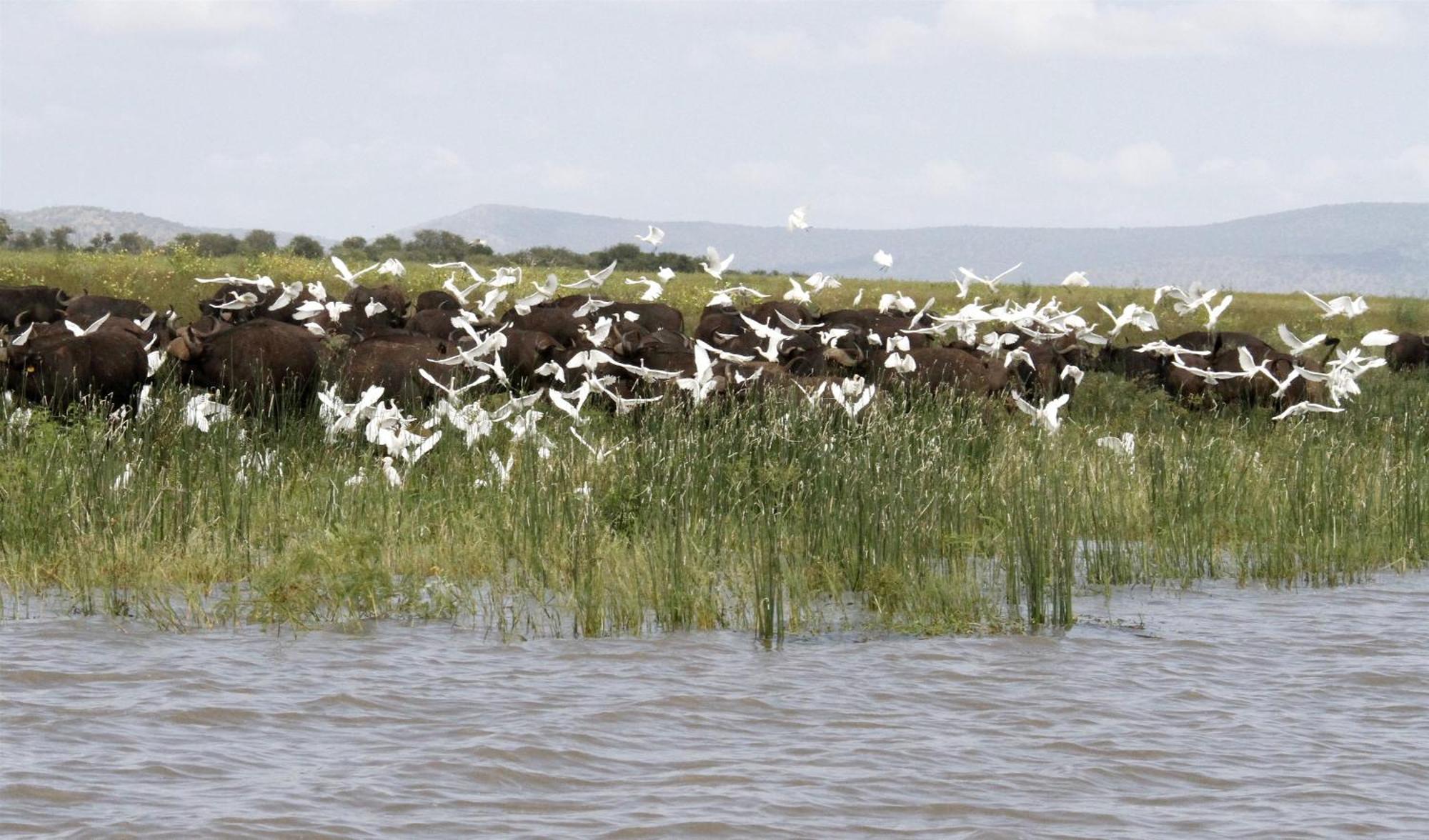 Shayamoya Tiger Fishing And Game Lodge Pongola Dış mekan fotoğraf